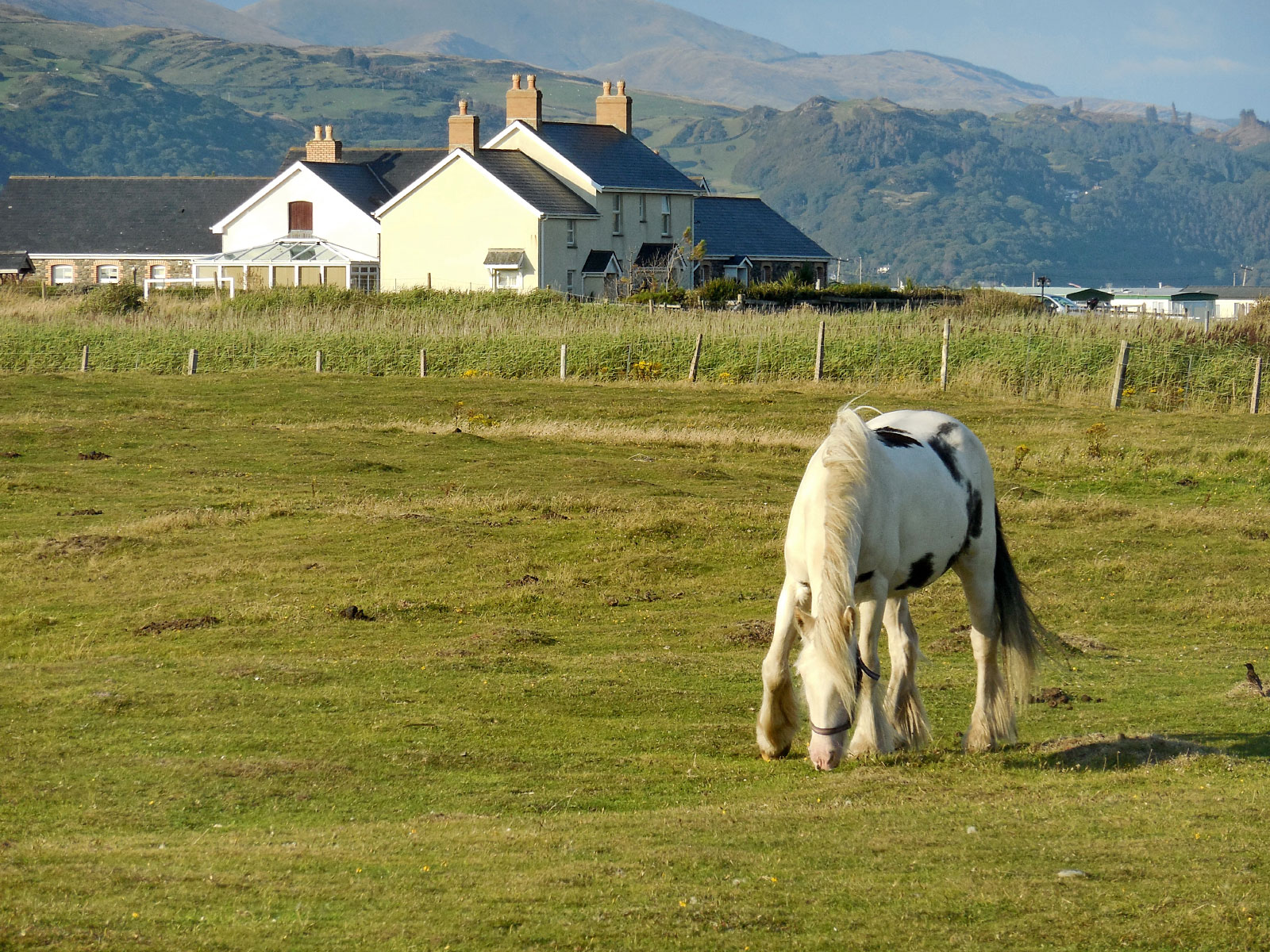Ynyslas